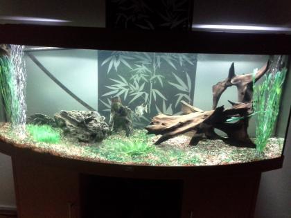 2 Kugelfische und 2 Argus Fische zu verschenken Brackwasser