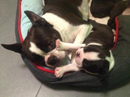 Boston Terrier