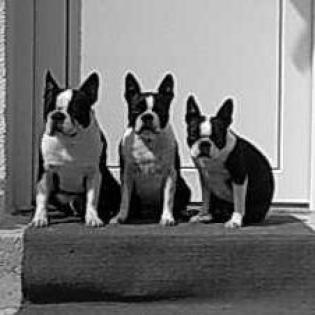 Boston Terrier Züchter