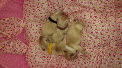 American Cocker Spaniel Welpen, silberblond, VDH, FCI