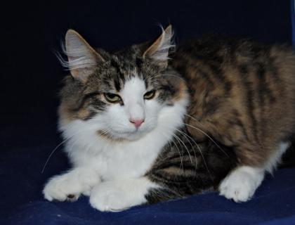 Sehr verschmusste Norwegische Waldkatze Kitten m. Papiere
