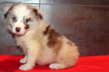 Red Merle Border Collie Welpe Utah ist auszugsbereit mit Papieren