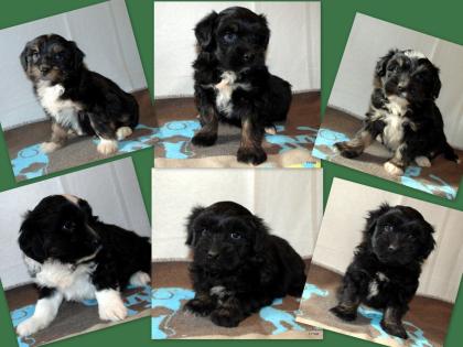 6 Tibet Terrier Welpen