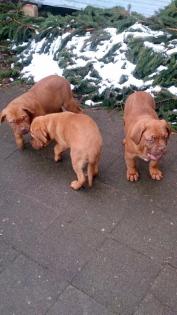 3 Bordeaux Doggen Welpen suchen ein zu Hause
