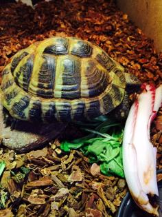 Griechische Landschildkröte, männlich, abzugeben
