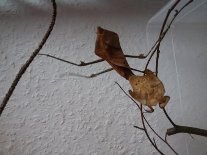 Deroplatys desiccata/Totes Blatt Mantis/Gotttesanbeterin/Mantiden