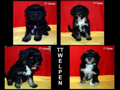 Tibet Terrier Welpen