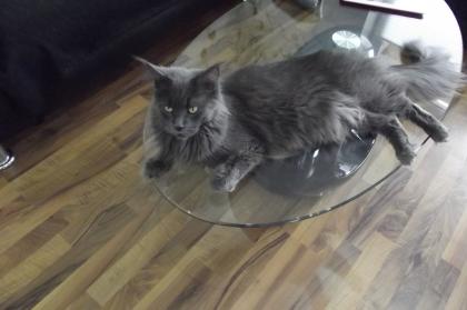 Liebes neues Frauchen oder Herrchen gesucht