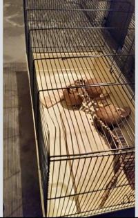 Hamsterkäfig gebraucht