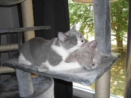 Suche Besitzer zu Abby und Tony britsch Kurzhaar, ursprünglich aus Braunschwei