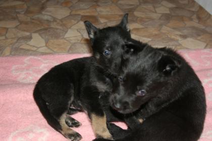 Schäferhundwelpen