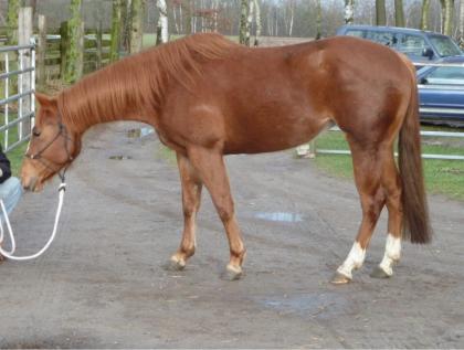 Superliebe Quarter Horse Stute zu verkaufen