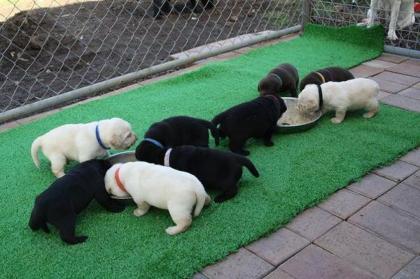 Wunderschöne Labrador Welpen mit Papieren