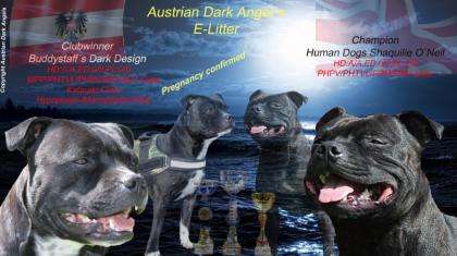 Staffordshire Bullterrier Welpen