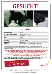 Katze Lotti VERMISST