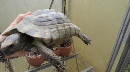 Landschildkröten 20 Jahre alt suchen ein Zuhause mit Garten