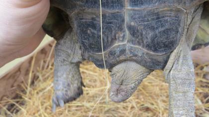 Landschildkröte 14 Jahre