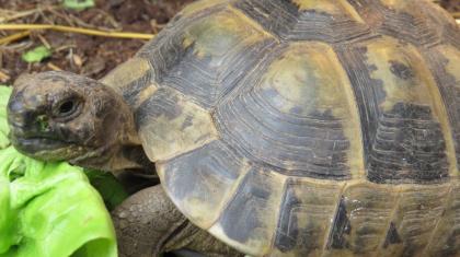 Landschildkröte 20 Jahre alt