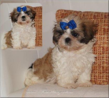 Kleine feine Shih Tzu Welpen suchen eine liebes Zuhause