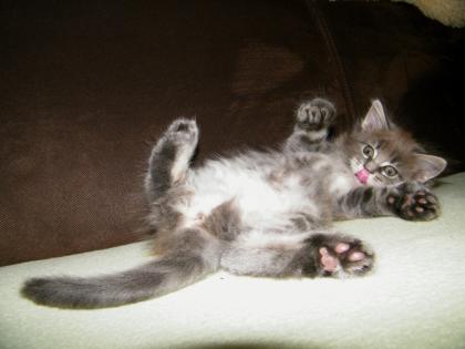 Maine Coon Kitten