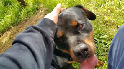 Rottweilerrüde sucht Kuschelpartner