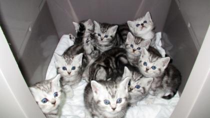 Reinrasige BKH Katzenbabys Babykatzen Kätzchen in black silver tabby classic vom