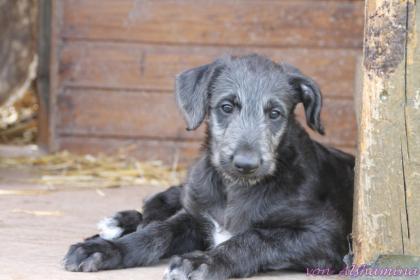 Deerhound-Welpe, Rüde