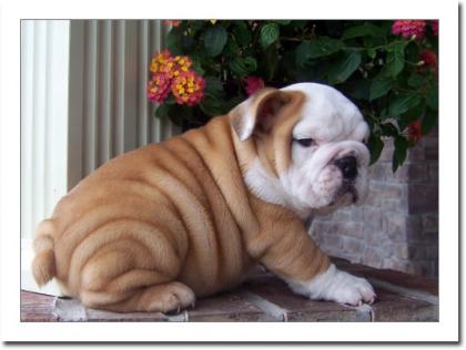 Typvolle Englische Bulldoggen Welpen Mit Papieren