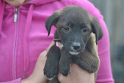 Kleine Momo sucht liebevolles Zuhause
