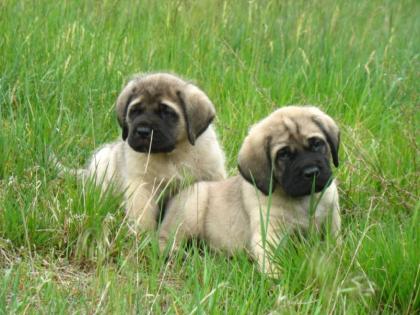Mastiff, Old English Mastiff Welpen.