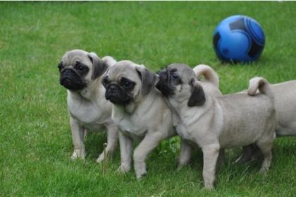Süße vitale Retro Mops Welpen