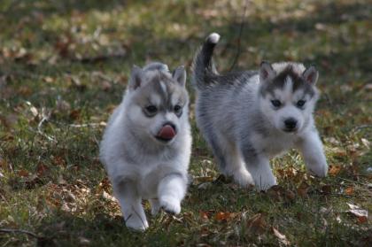 Siberian Husky Welpen Vater Europasieger