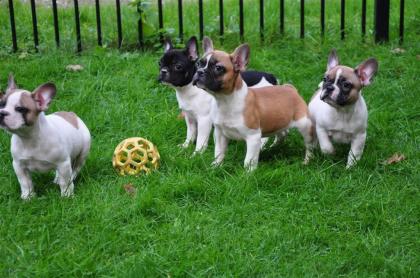 Französische Bulldoggen, Welpen mit Papieren.
