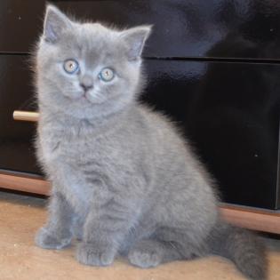 Verkaufe wunderschöne und süsse blaue BKH Kitten
