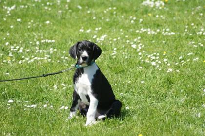 Deutsche Dogge VDH/DDC