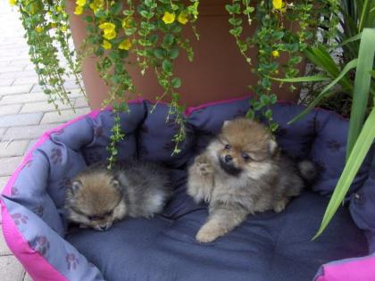 Wunderschöne Pomeranian/ Zwergspitzwelpen