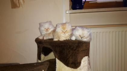 3 reinrassige Perserkitten 9 Wochen alt