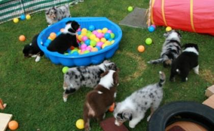 Wunderschöne Reinrassige Australian Shepherd Welpen