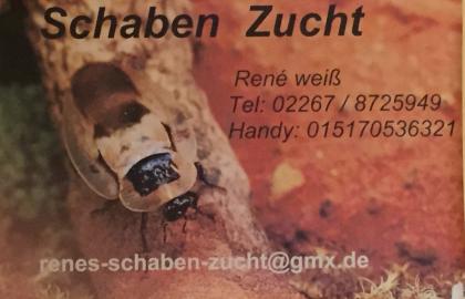 Arg Waldschaben Blaptica dubia Futterschaben