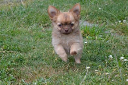 Kleine Herzensbrecher Chihuahua Welpen mit Ahnentafel