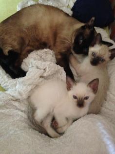2 kleine Thai-Katerchen abzugeben
