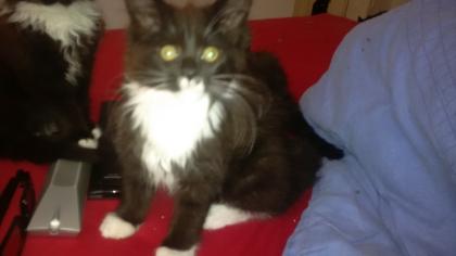 Maine coon kitten