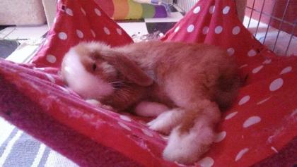 Großes Hängemattengestell mit Hängematte für Kaninchen, OHNE FLEECE