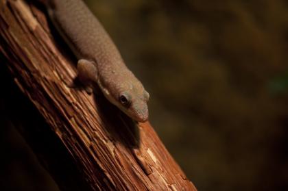 Taggeckos Phelsuma Hielscheri abzugeben