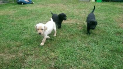 Drei wunderschöne reinrassige Labrador Welpen