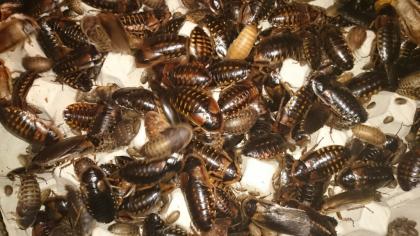Argentinische Waldschaben Blaptica dubia