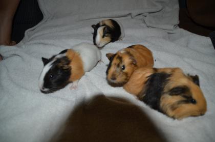 Junge Meerschweinchen suchen ein Zuhause