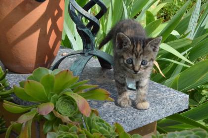 Katzenbaby