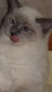 Ragdoll Mädchen