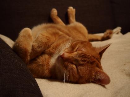 Cooler Kater